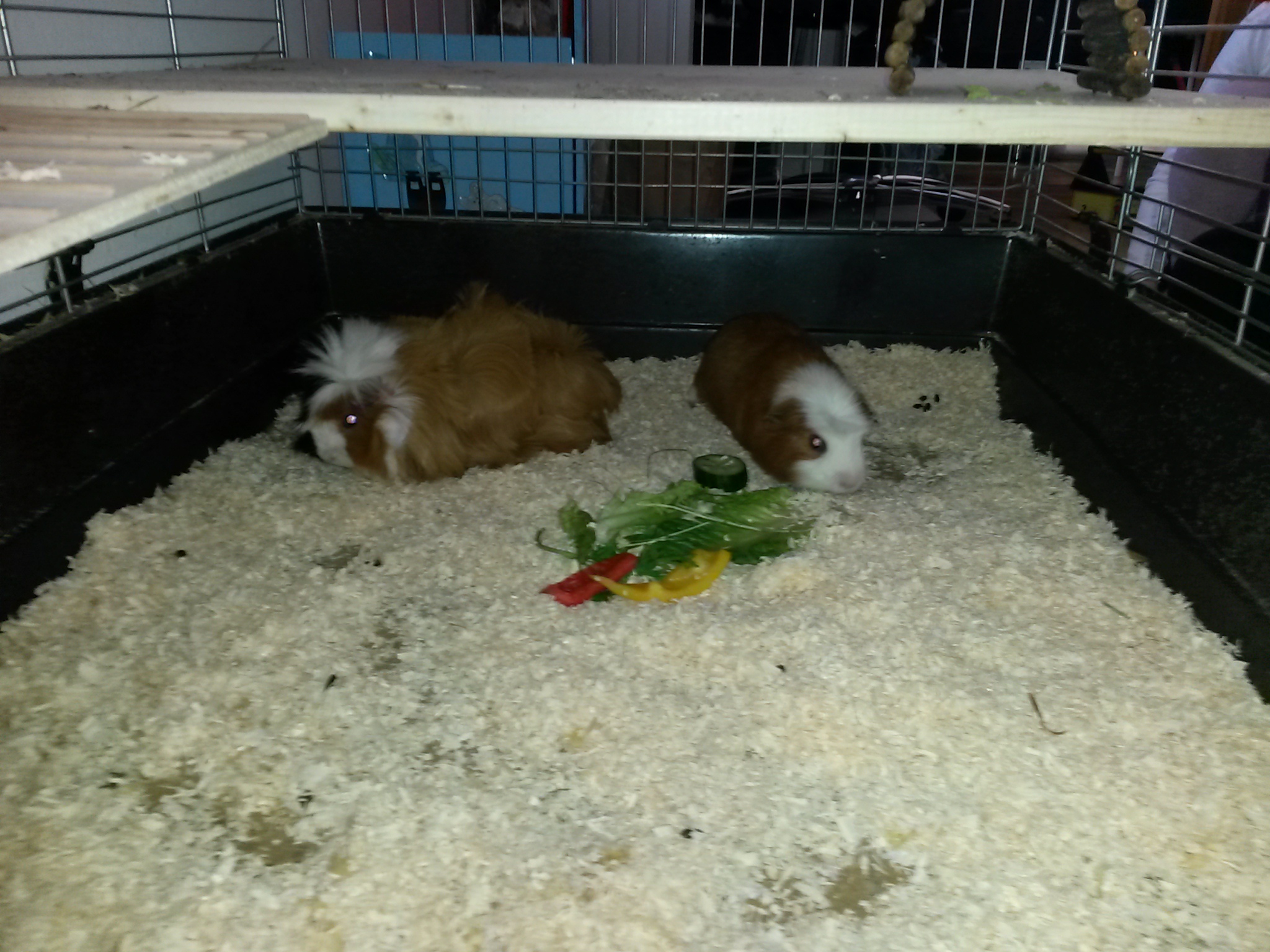 Speedy Fritzi5