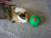 Snackball3