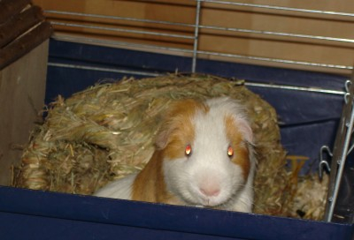 Felix