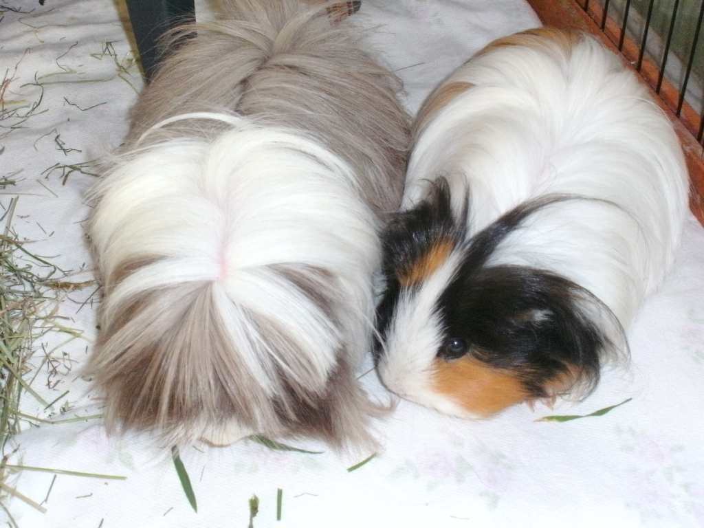HarryElli6