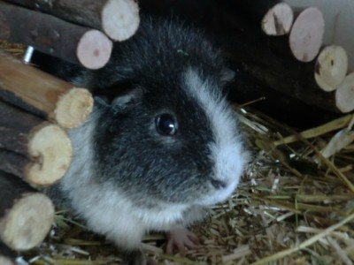 Jasper4
