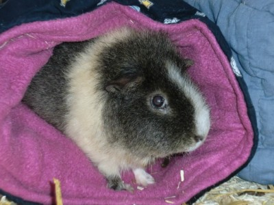 Jasper6
