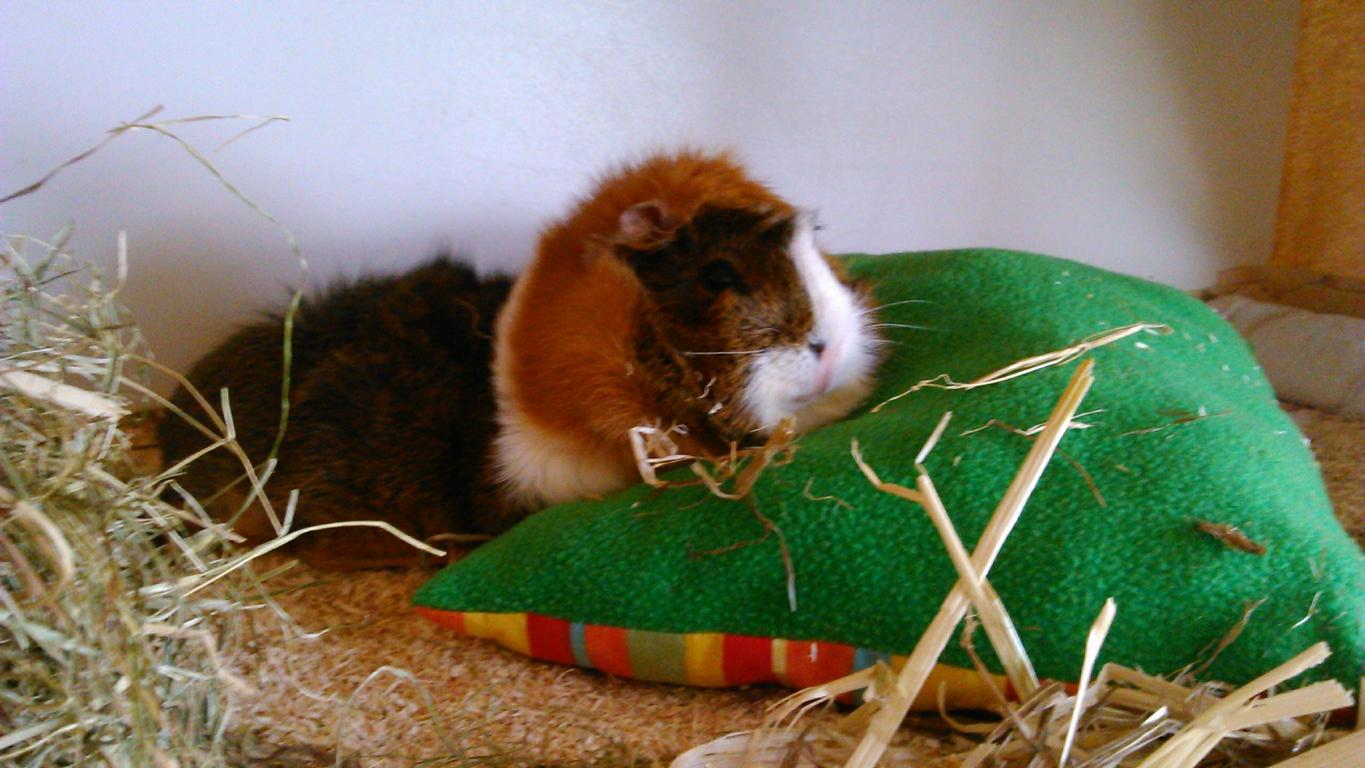 Kuschelschweinchen010