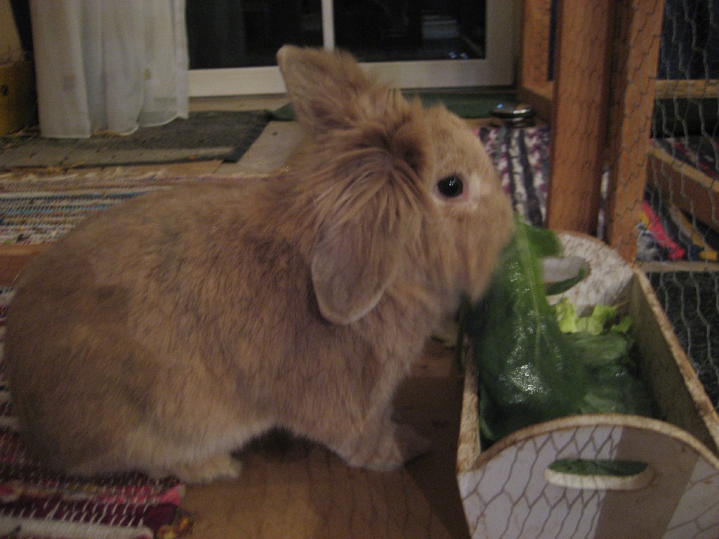LeoSalat1