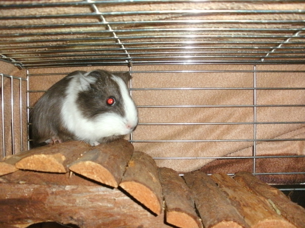 Waldmeerschweinchen 002