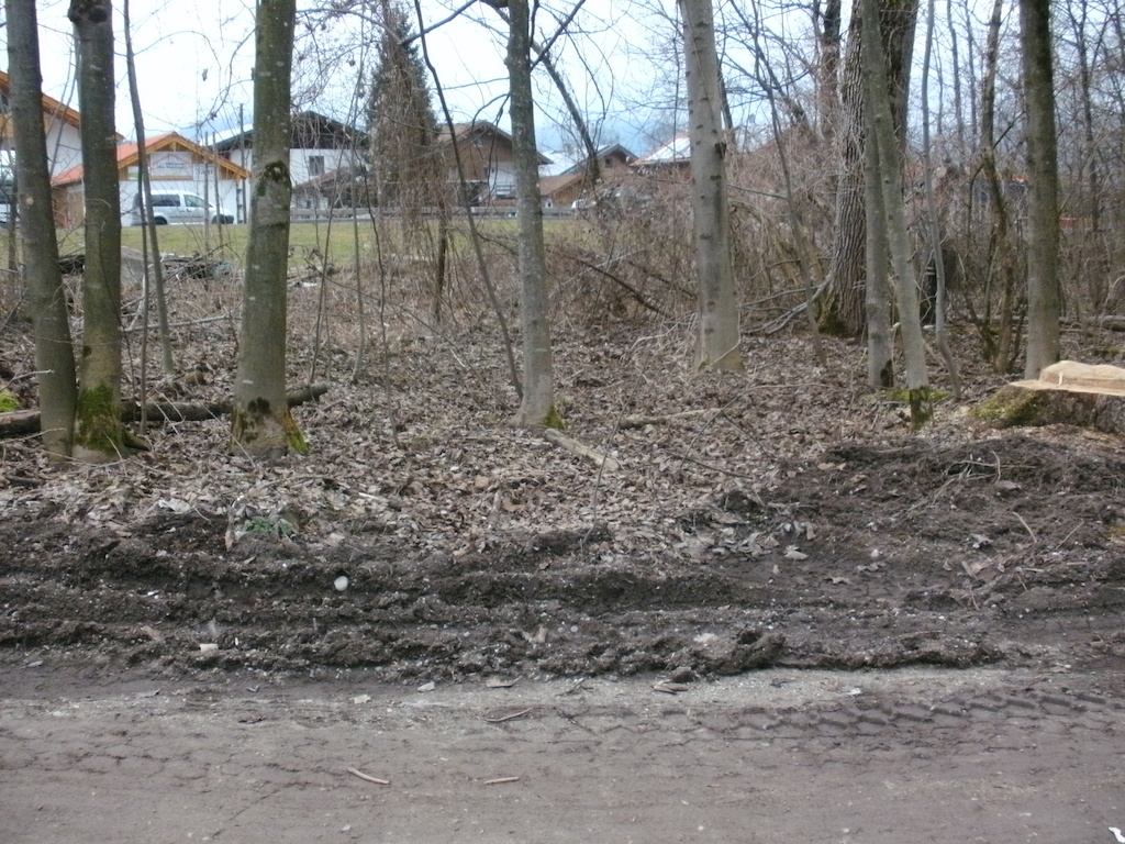 Waldmeerschweinchen 015