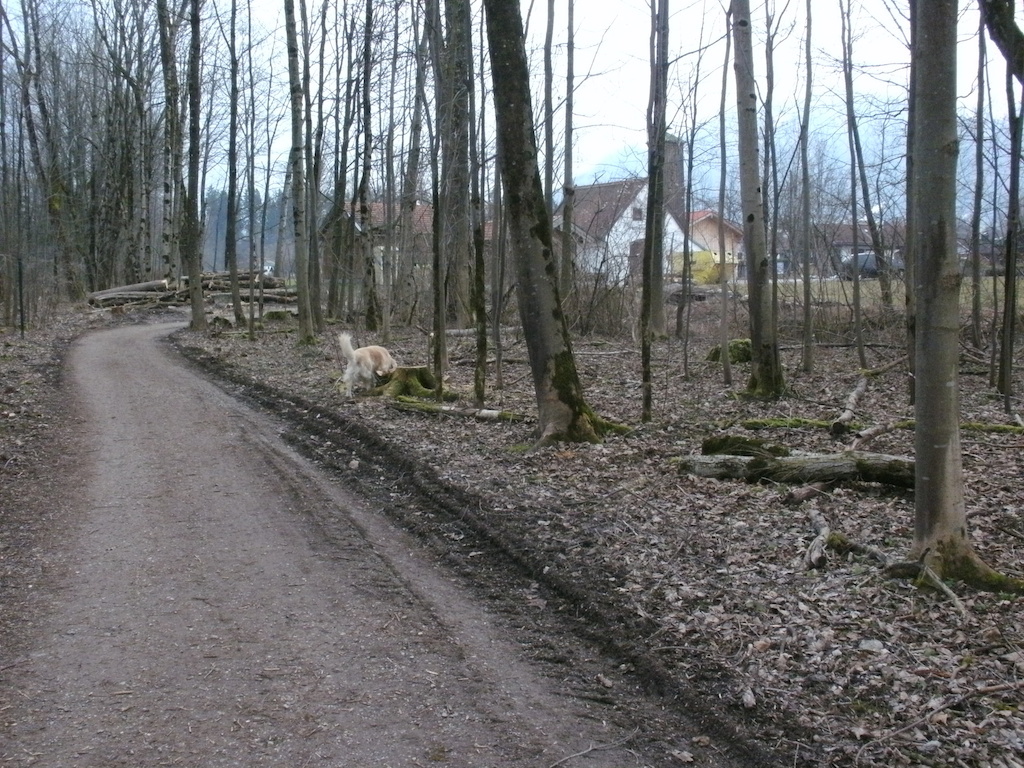 Waldmeerschweinchen 021