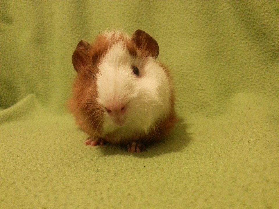 Herr Rosenrot Jr.1