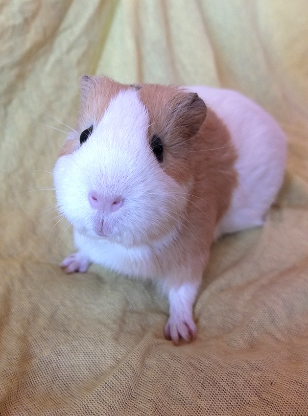 Sansa2