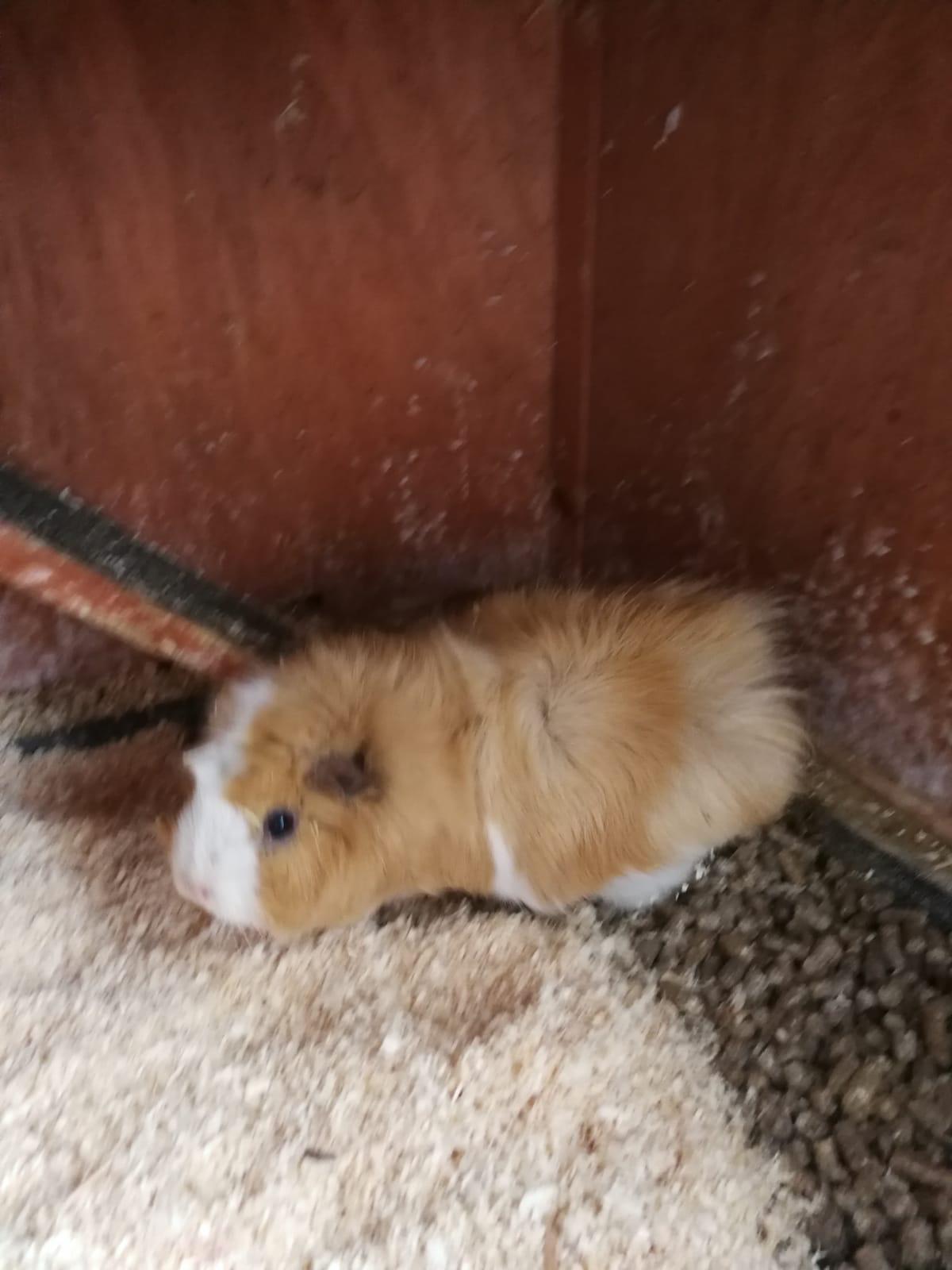 Cookie18122602