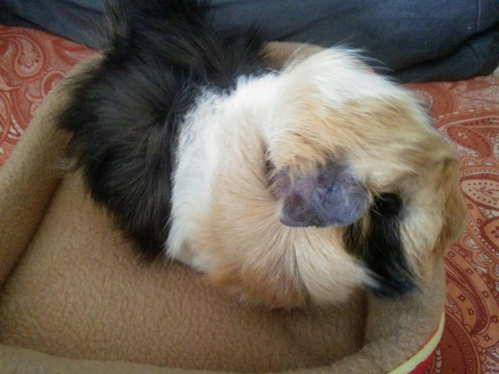 Oscar 3.2