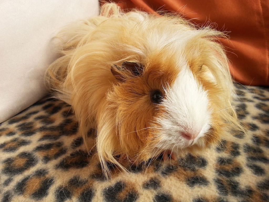 Ricardo08