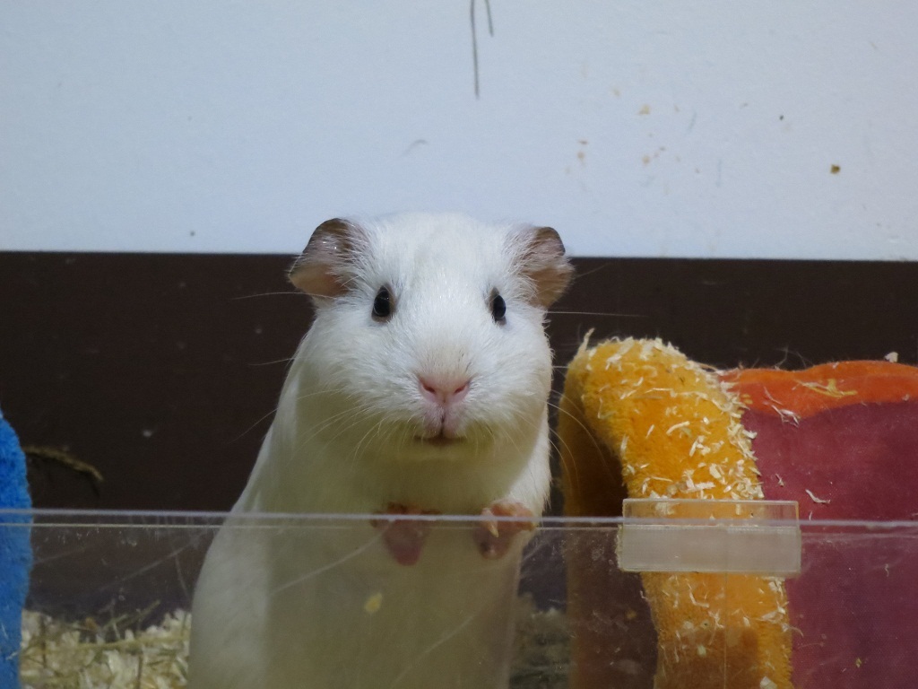 Ernie