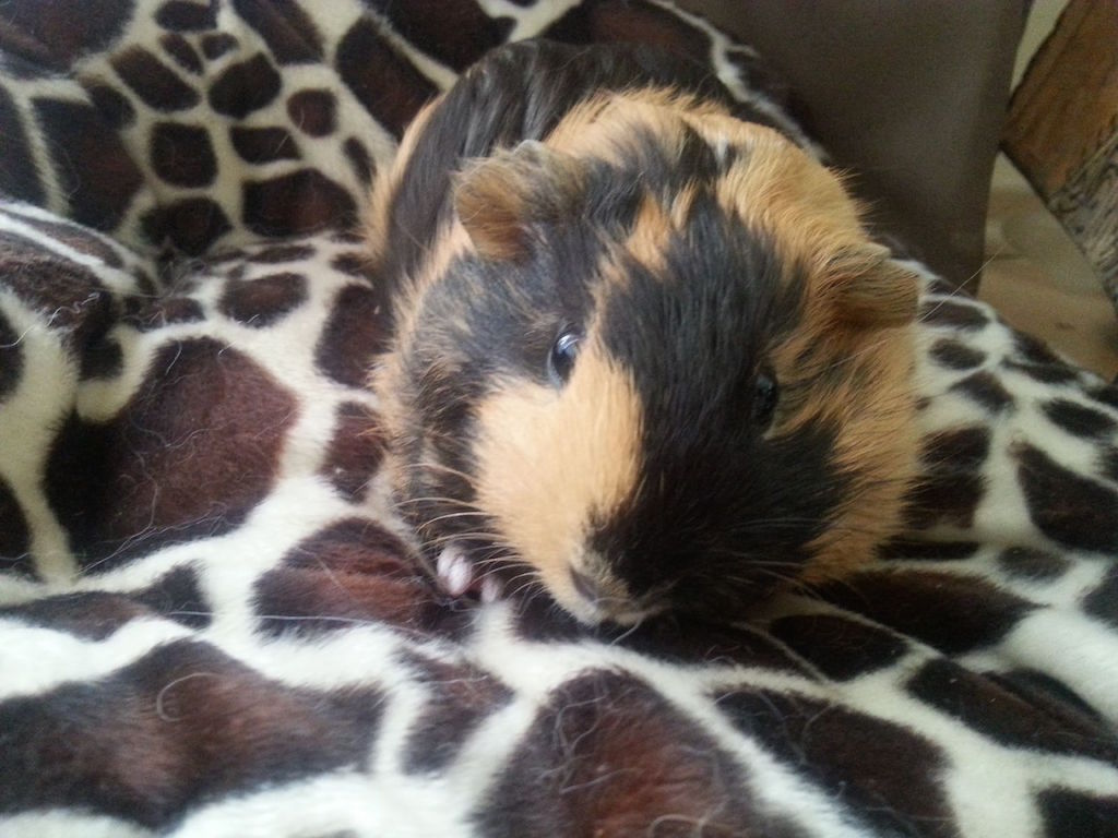 Bernardo3