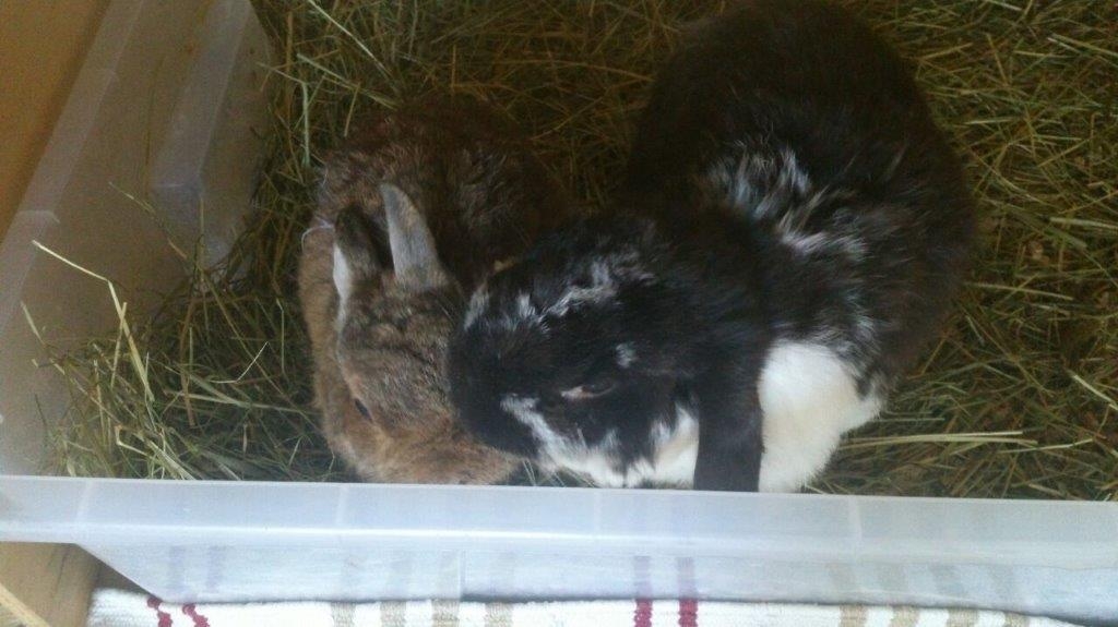 DritterFruehling01