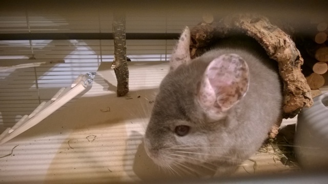 Leopold2