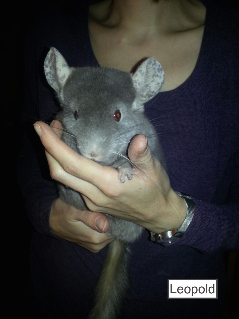 Leopold6