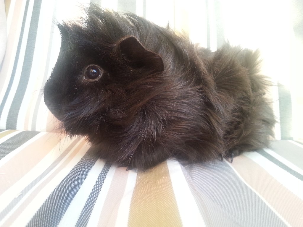 DarkChocolate2