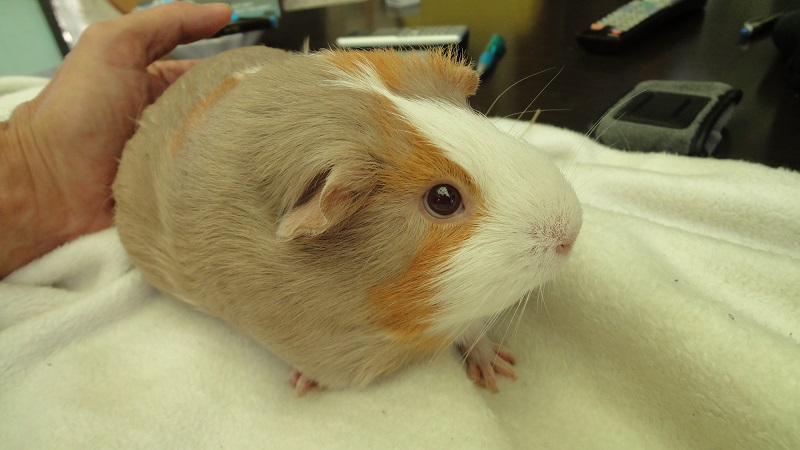Serafina