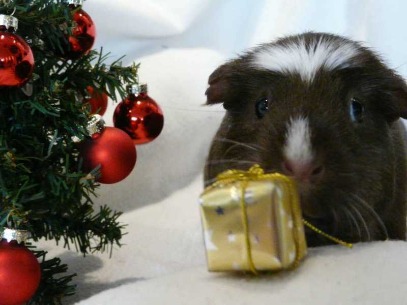 Schweihnachten081