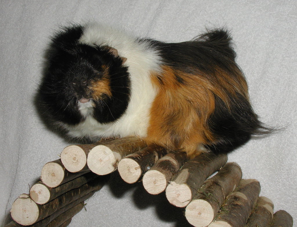 Peggy11