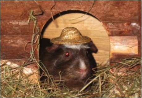 Schweinehitze506