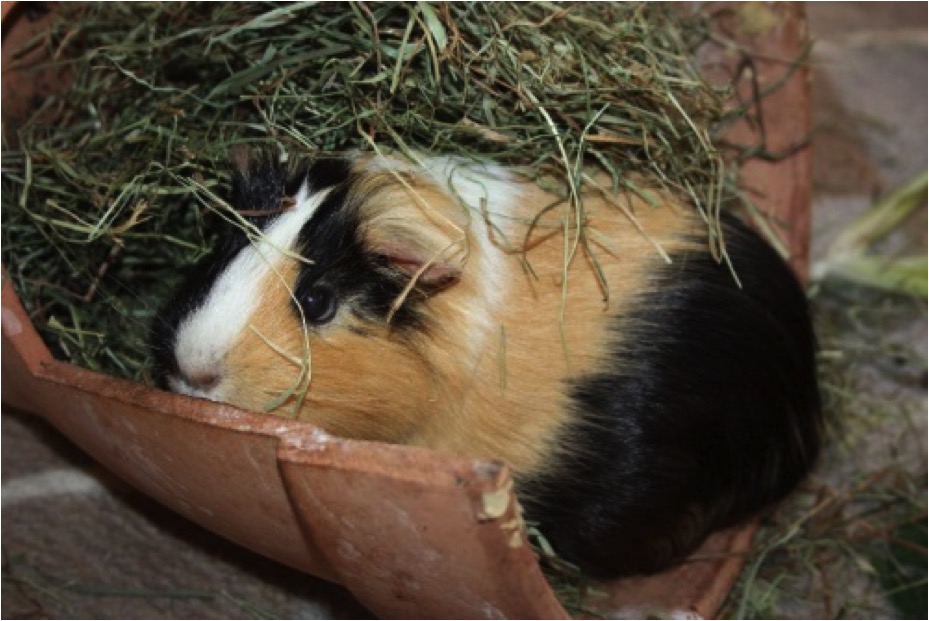 Schweinehitze507