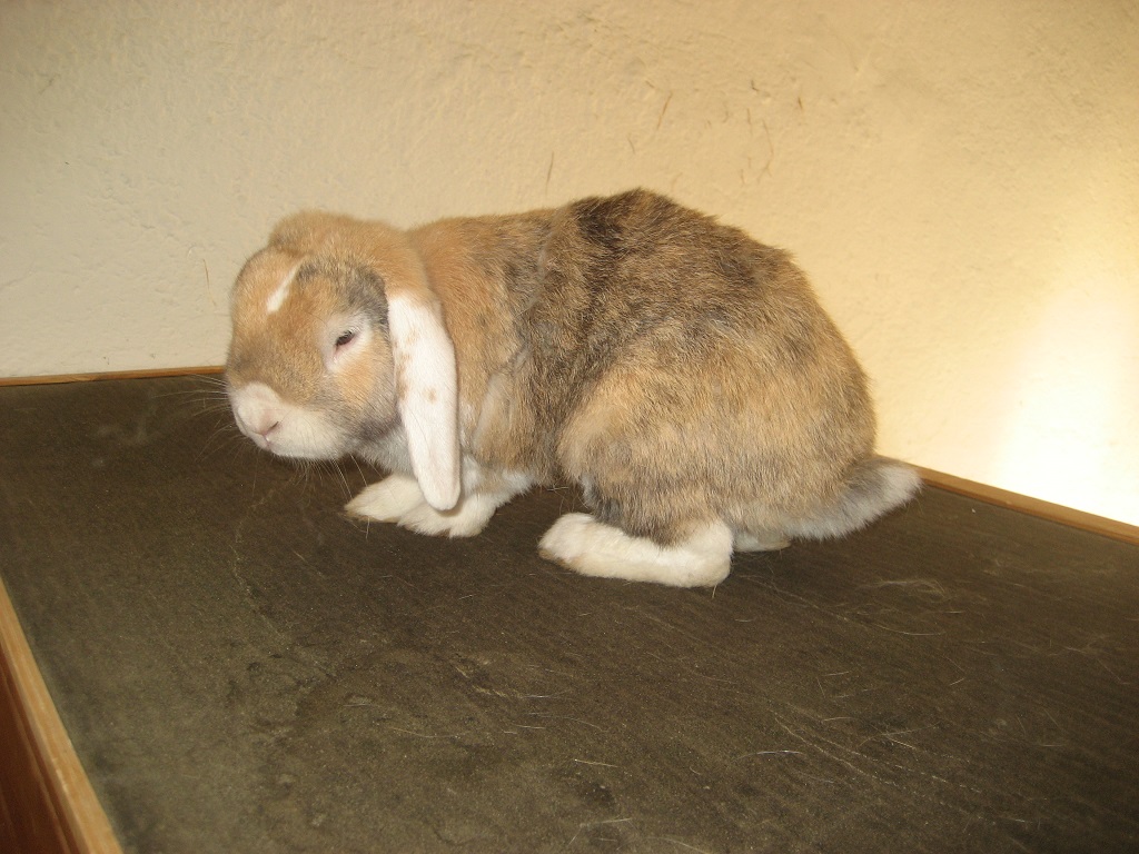Joschi1