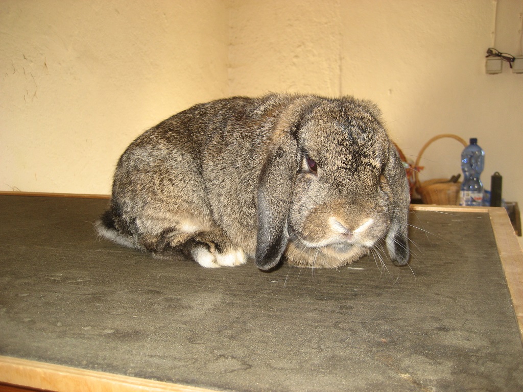 Willi 1