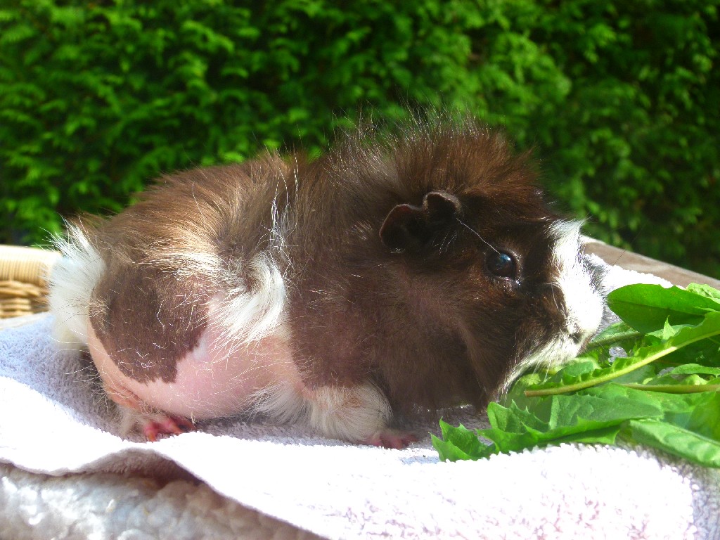 Nutmeg01