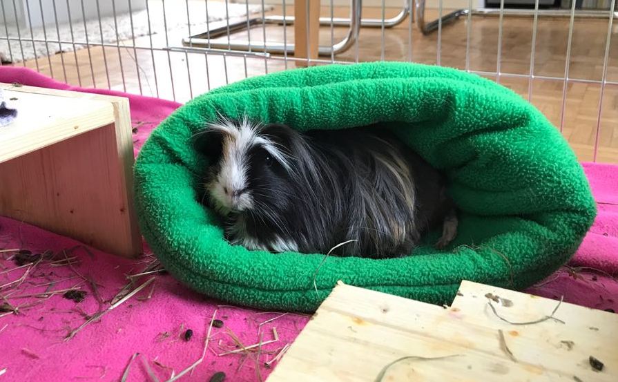 Lola1707091