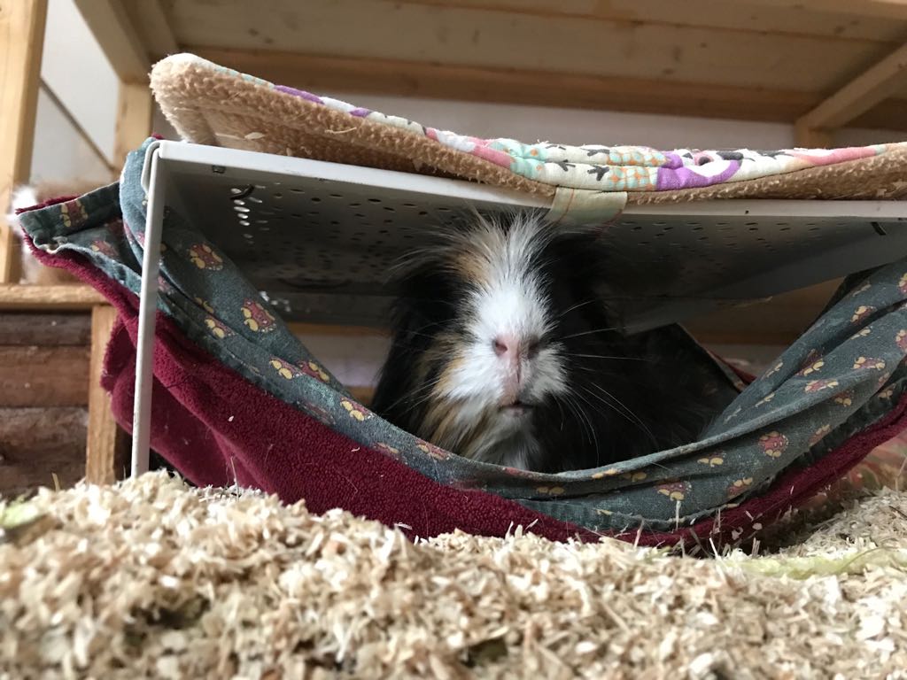 Lola18031003