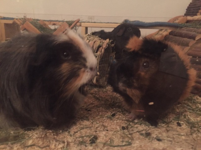 LolaPepples