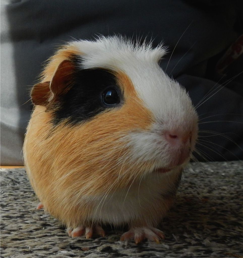 George04