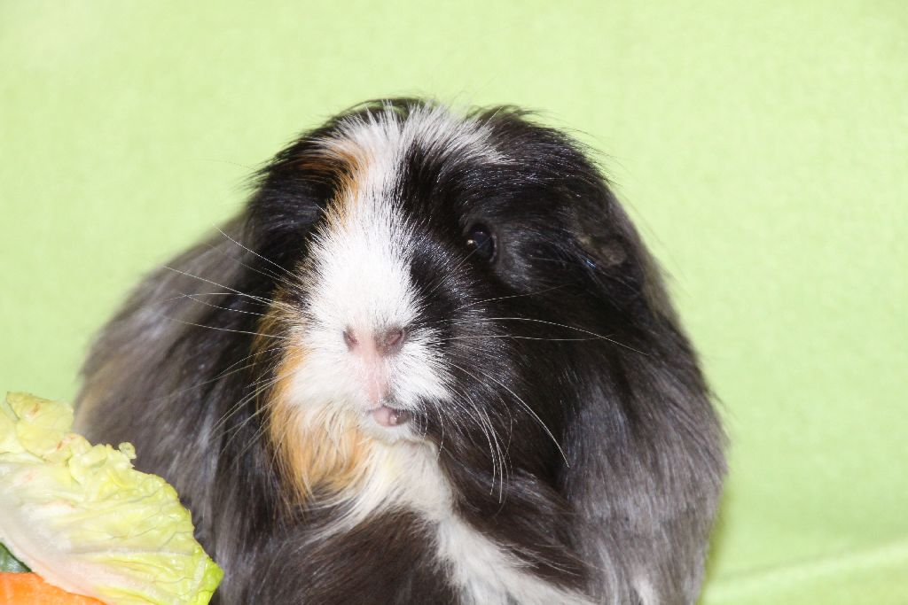 Lola9