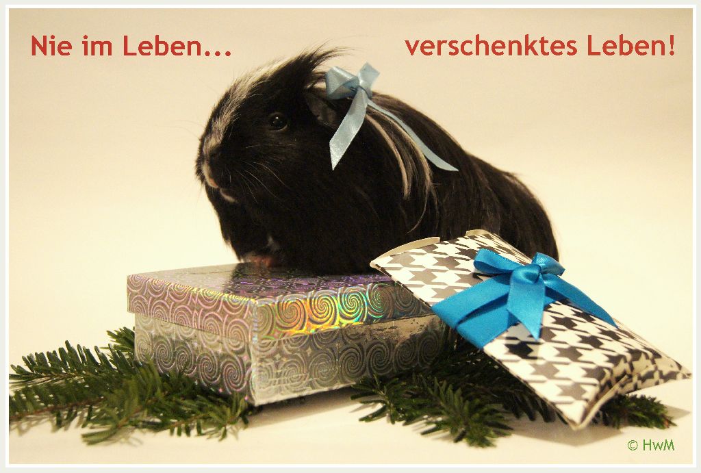 NieimLebenklein1