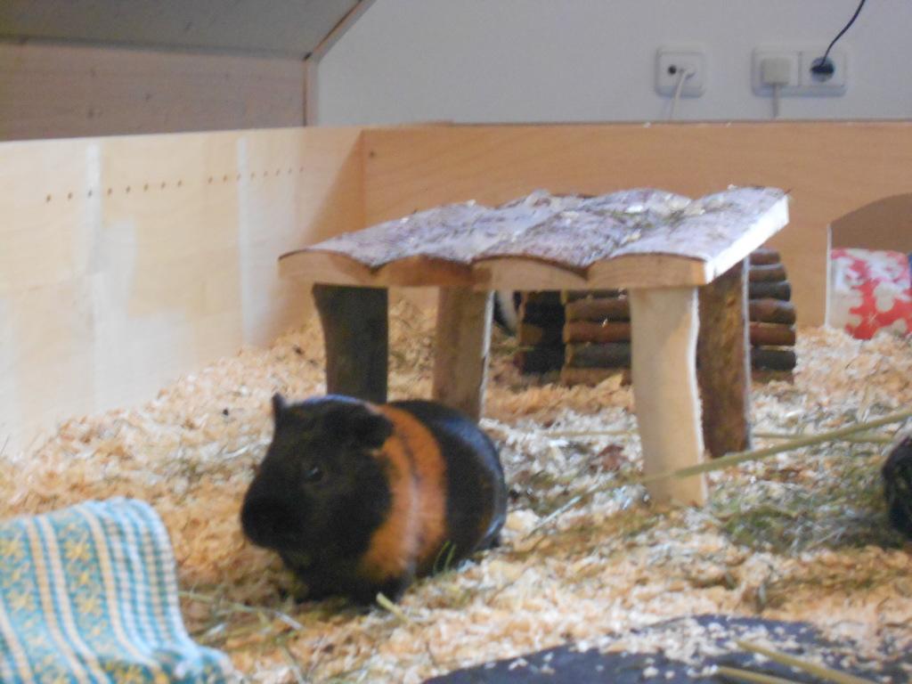 Ronja