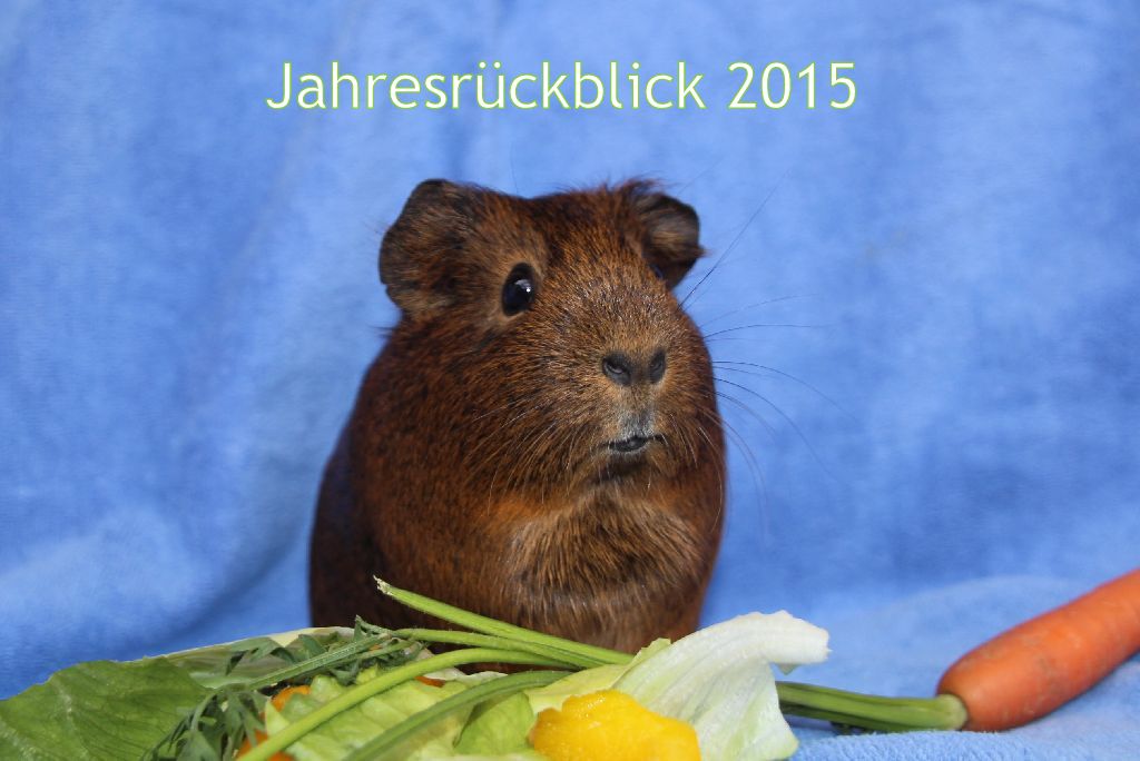 Jahresrückblick