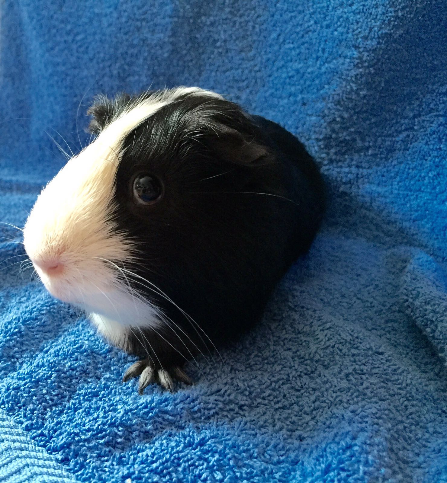 Pippa2