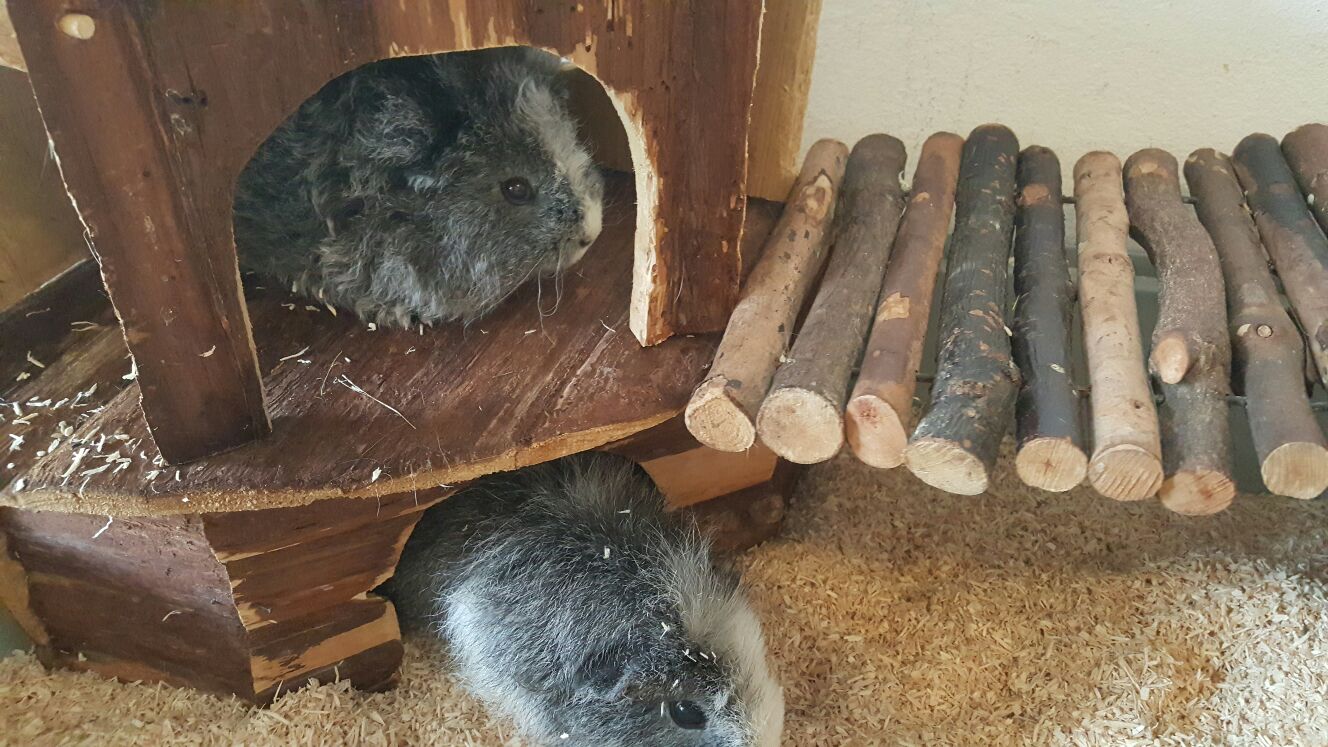 BaerliALma4