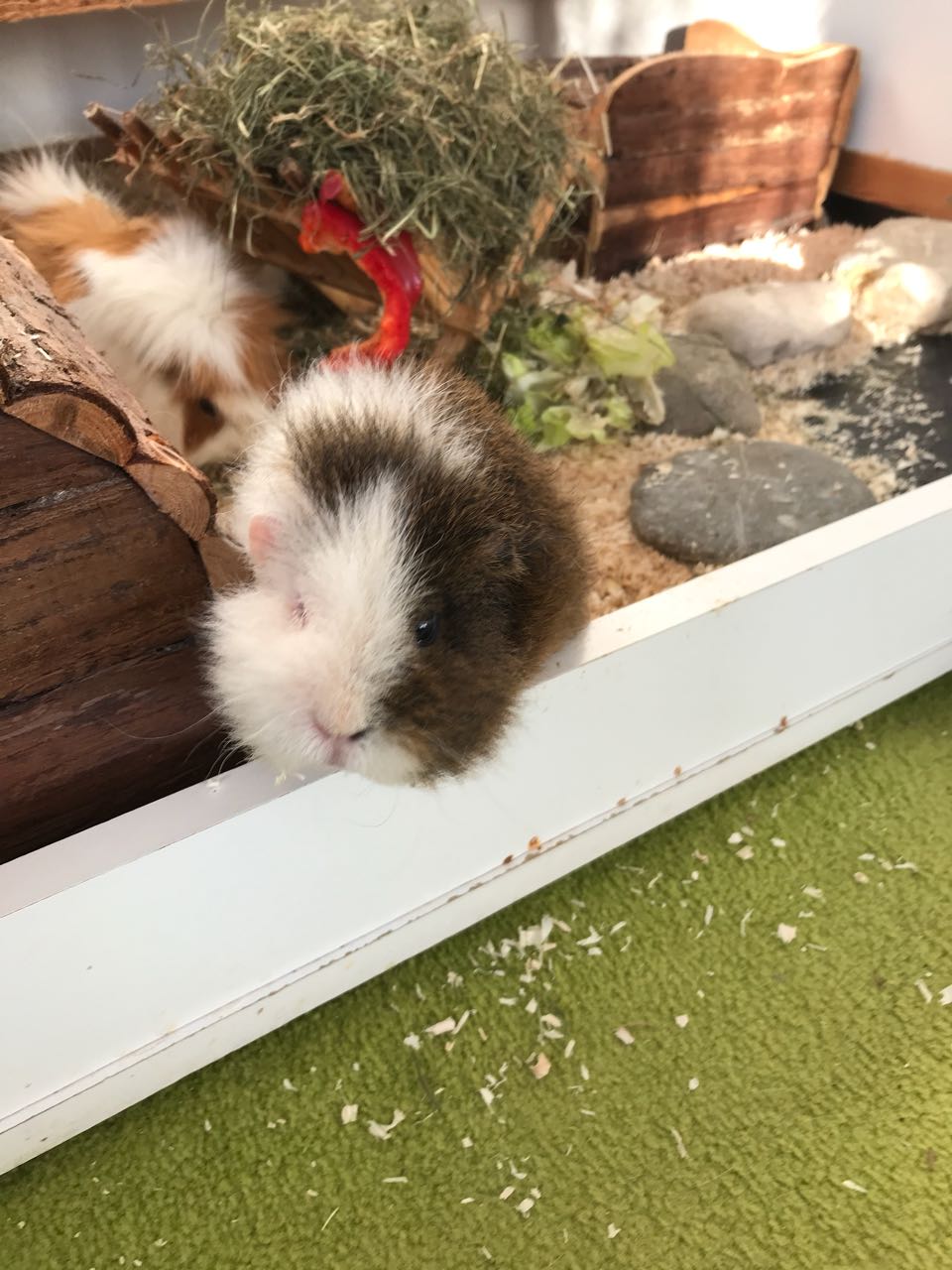 Finnigan1712231