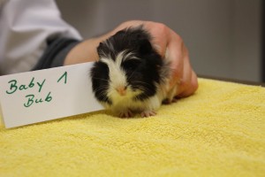 Peeta