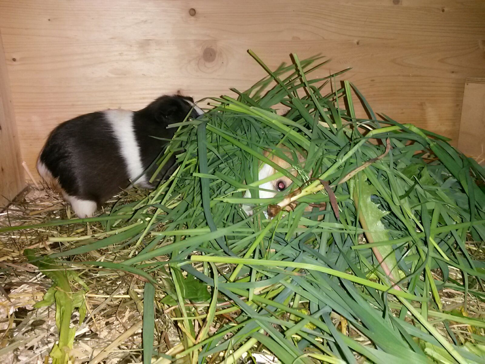 TrüffelGras