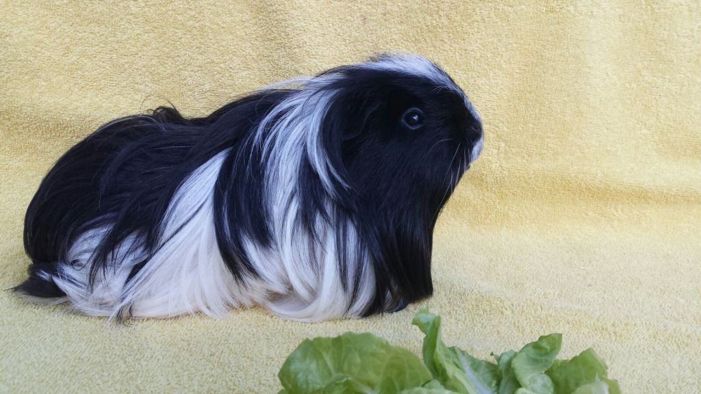 Fenja01
