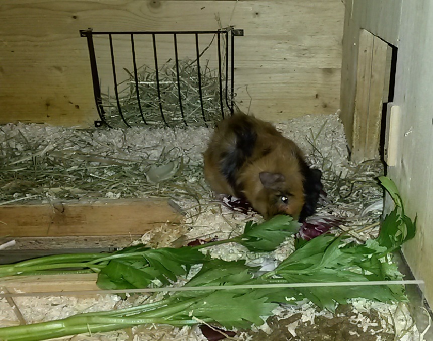 Idefix5