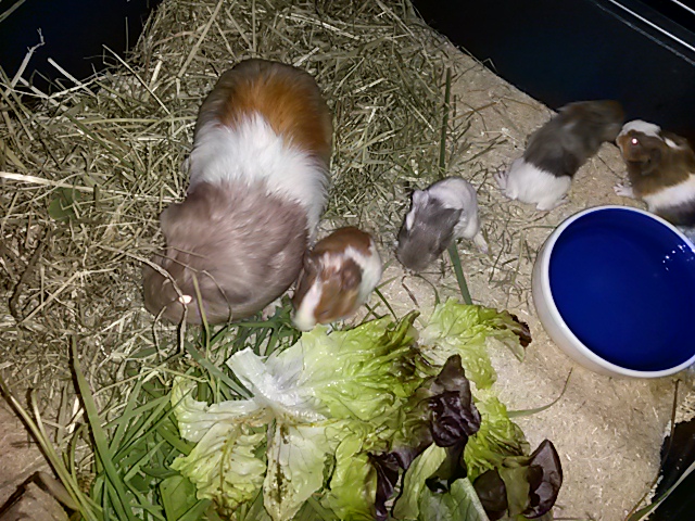 Fortuna und Babies3