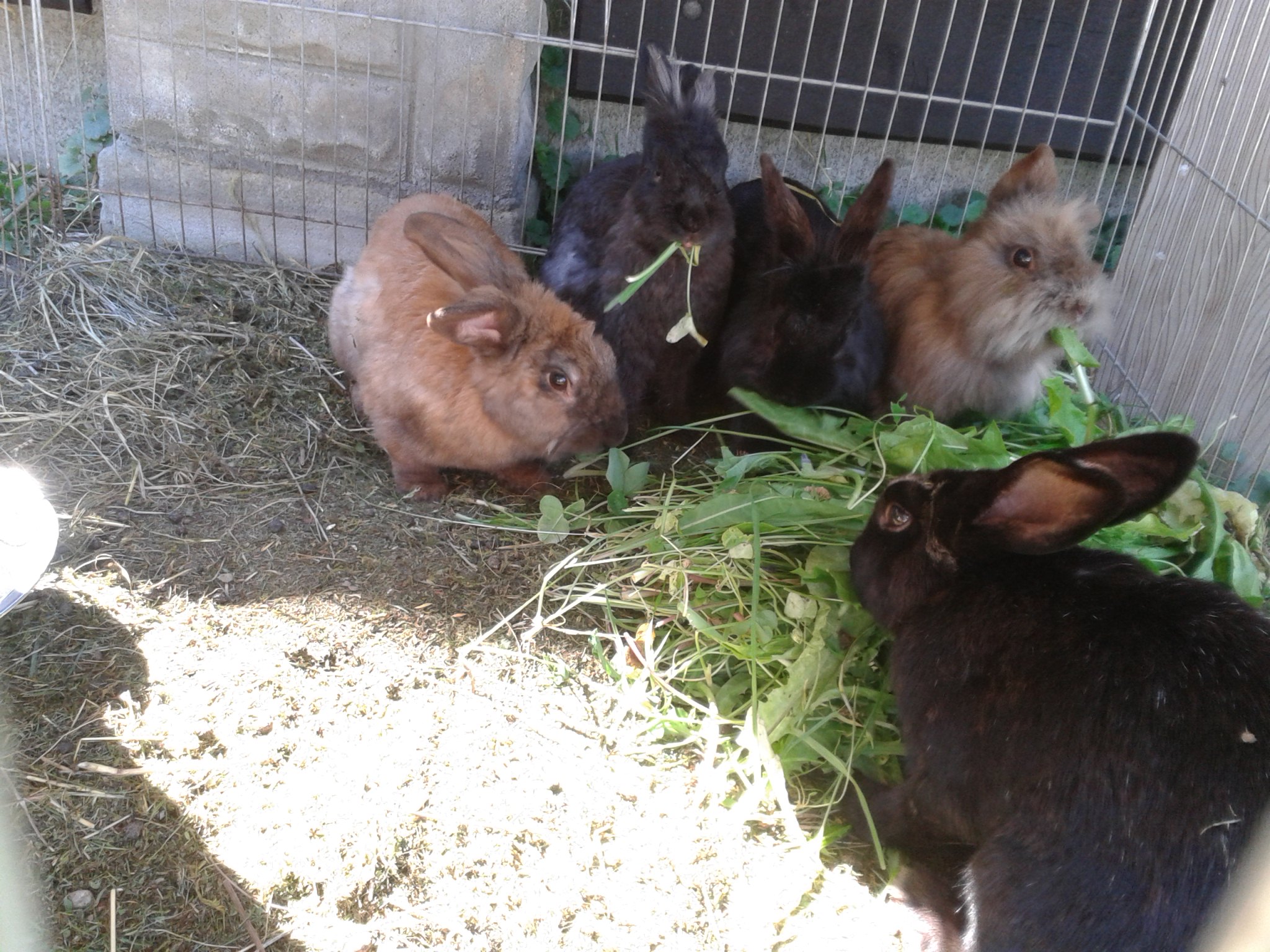 hungrigeKaninchen2