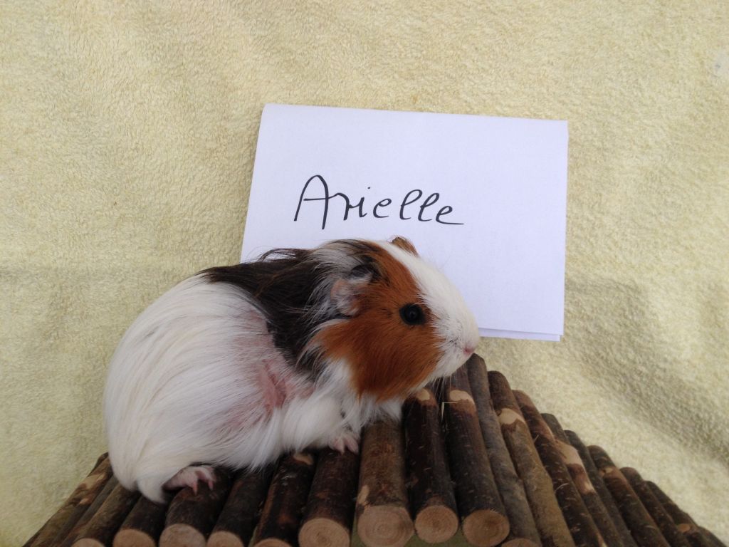 Arielle1607162