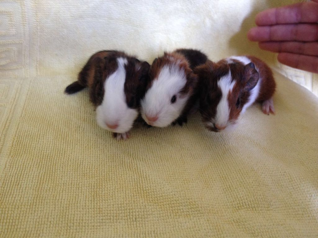 Babies Fantasia160726