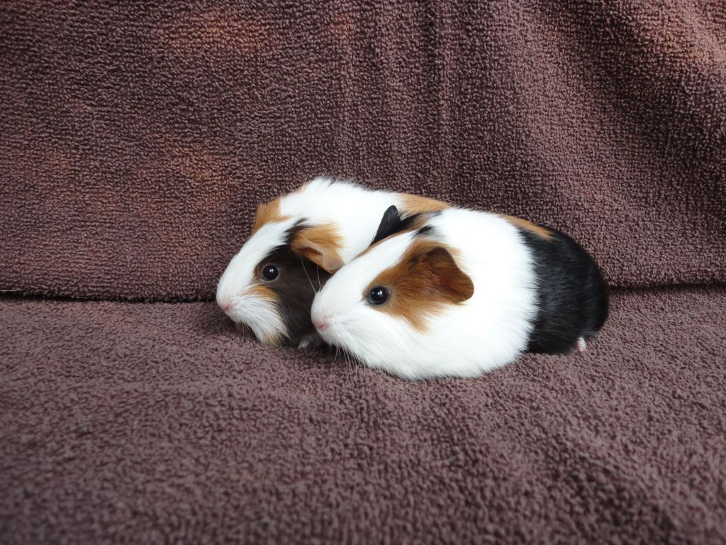 ChepiUndImala1608061